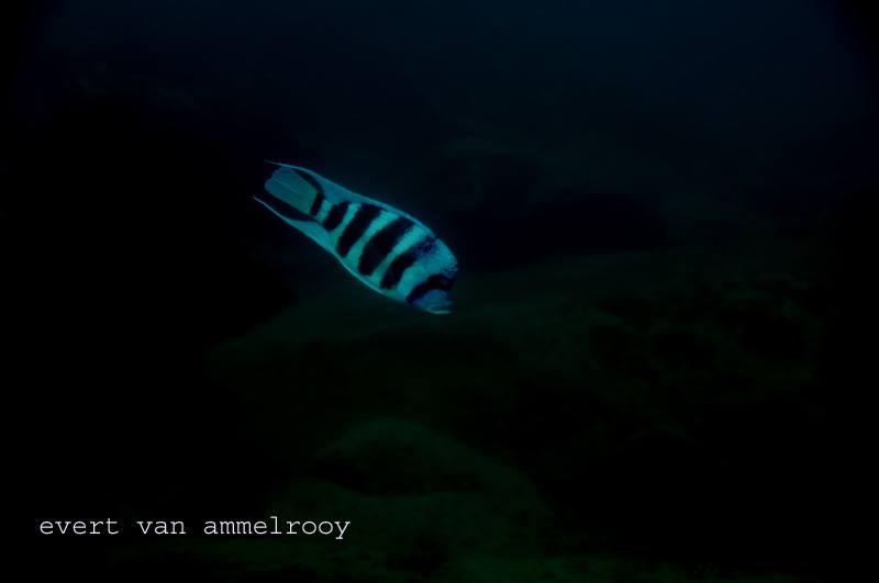 Cyphotilapia gibberosa 'Lupita Island'